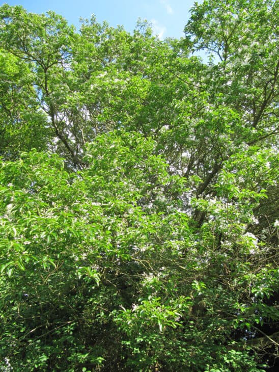 Chinese Fringe Tree (Chionanthus retusus)
