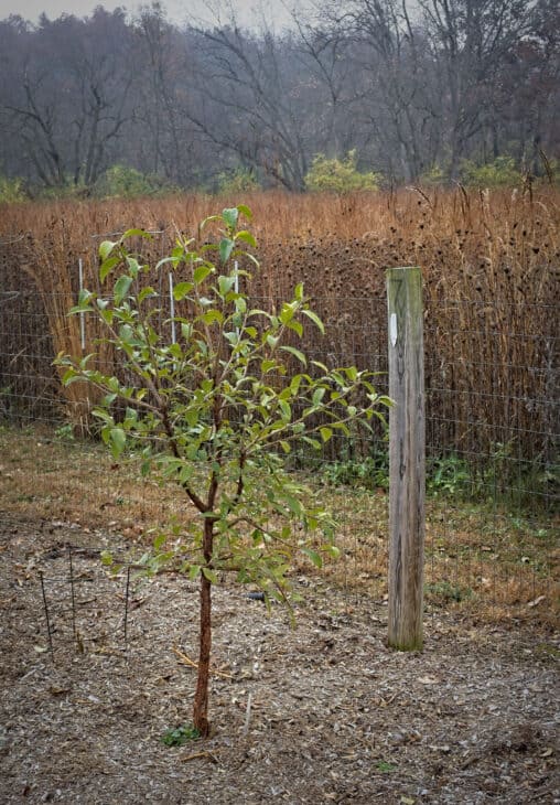 Chinese Fringe Tree (Chionanthus retusus)