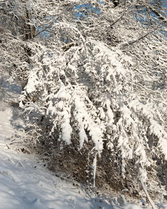 Chinese Fringe Tree (Chionanthus retusus)