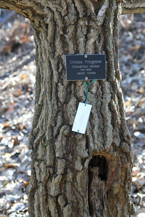 Chinese Fringe Tree (Chionanthus retusus)