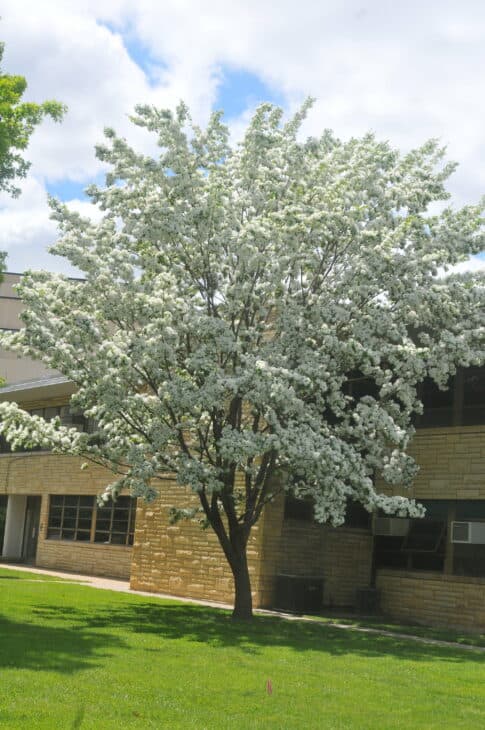Chinese Fringe Tree (Chionanthus retusus)