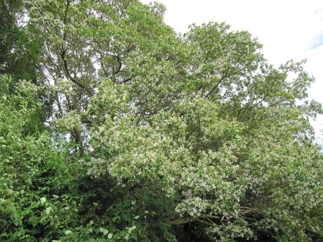 Chinese Fringe Tree (Chionanthus retusus)