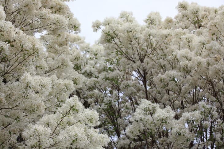 Chinese Fringe Tree (Chionanthus retusus)