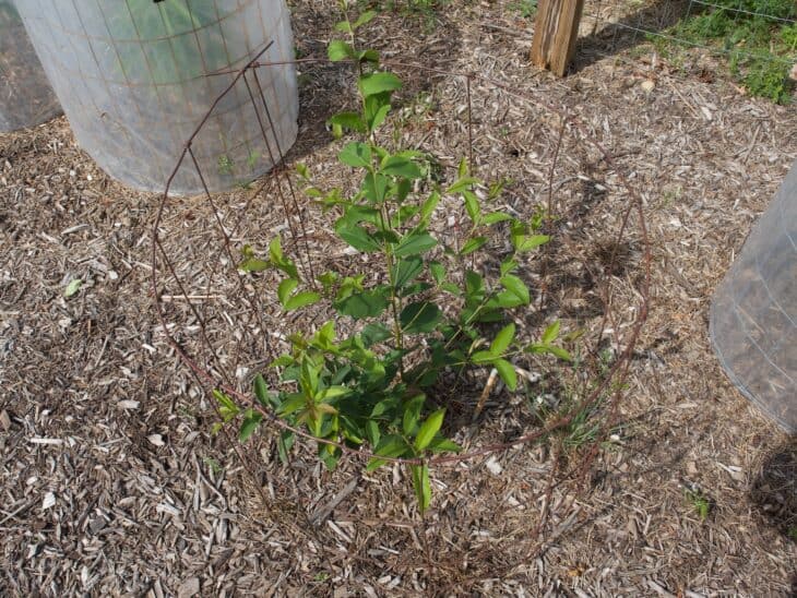 Chinese Fringe Tree (Chionanthus retusus)