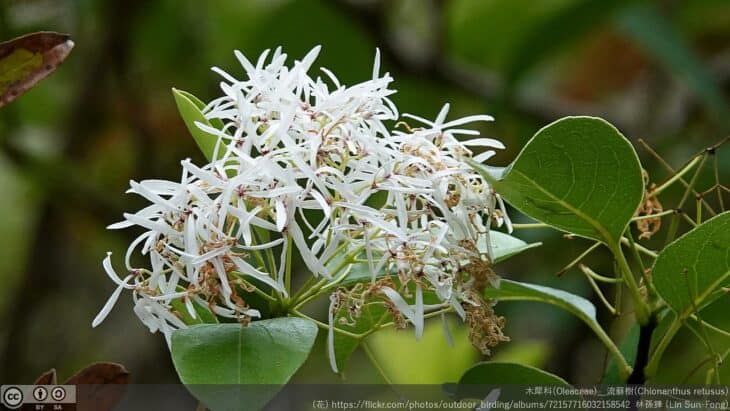 Chinese Fringe Tree (Chionanthus retusus)