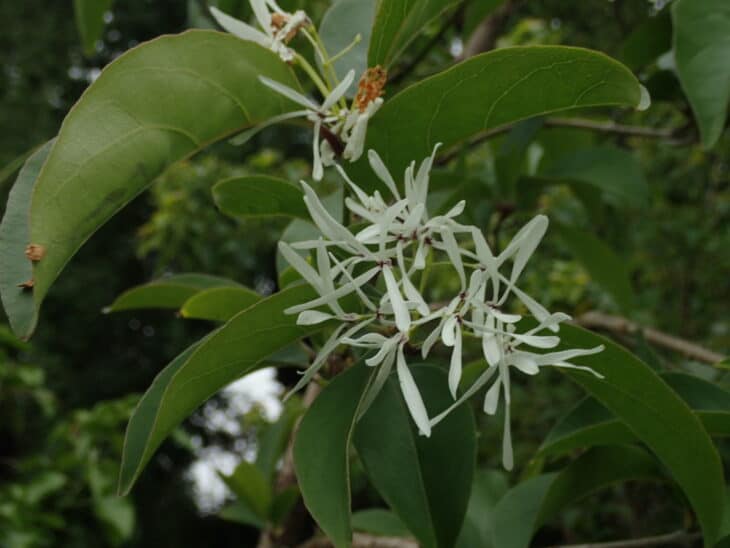 Chinese Fringe Tree (Chionanthus retusus)