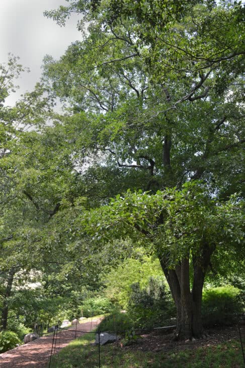 Chinese Fringe Tree (Chionanthus retusus)