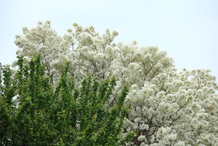 Chinese Fringe Tree (Chionanthus retusus)
