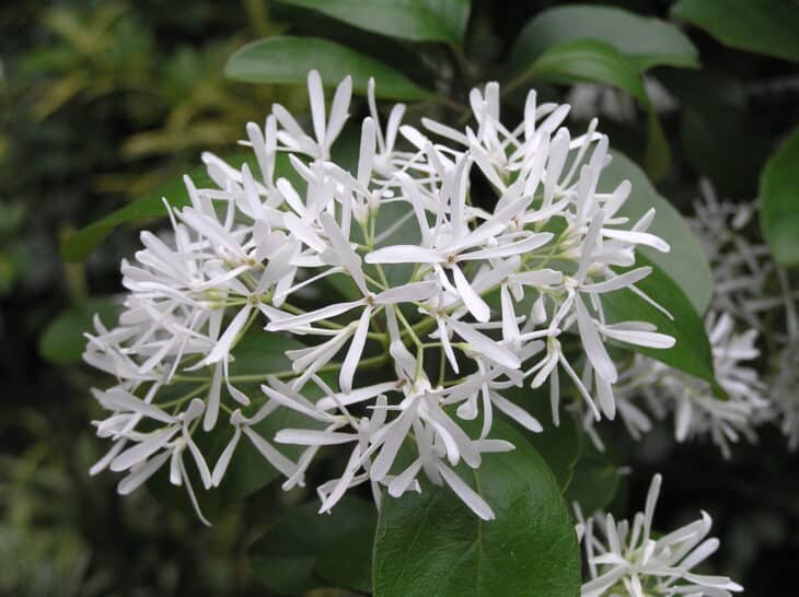 Chinese Fringe Tree (Chionanthus retusus)
