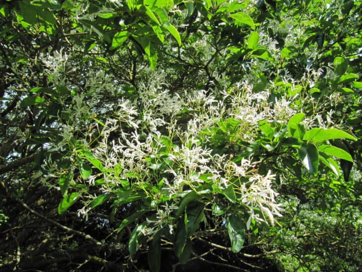 Chinese Fringe Tree (Chionanthus retusus)