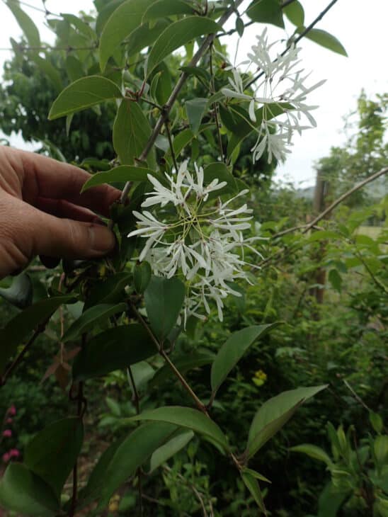 Chinese Fringe Tree (Chionanthus retusus)