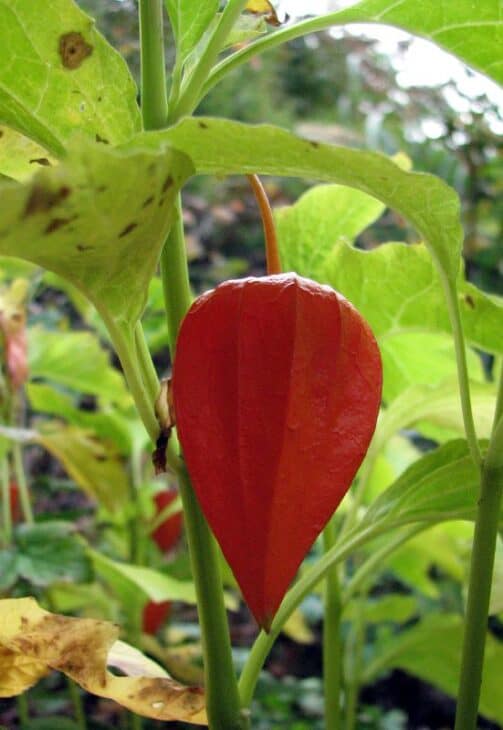 Chinese Lantern (Physalis alkekengi)