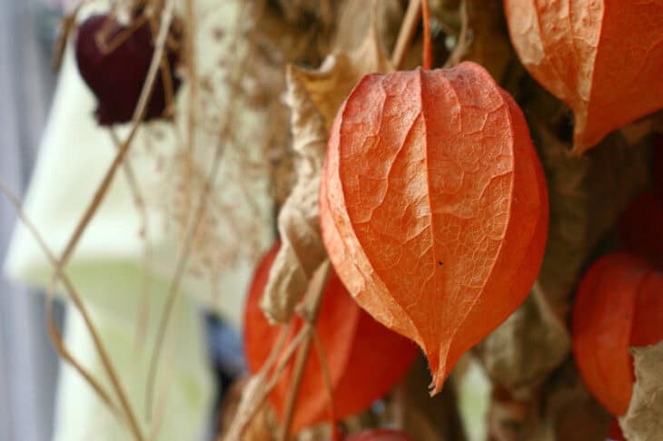 Chinese Lantern (Physalis alkekengi)