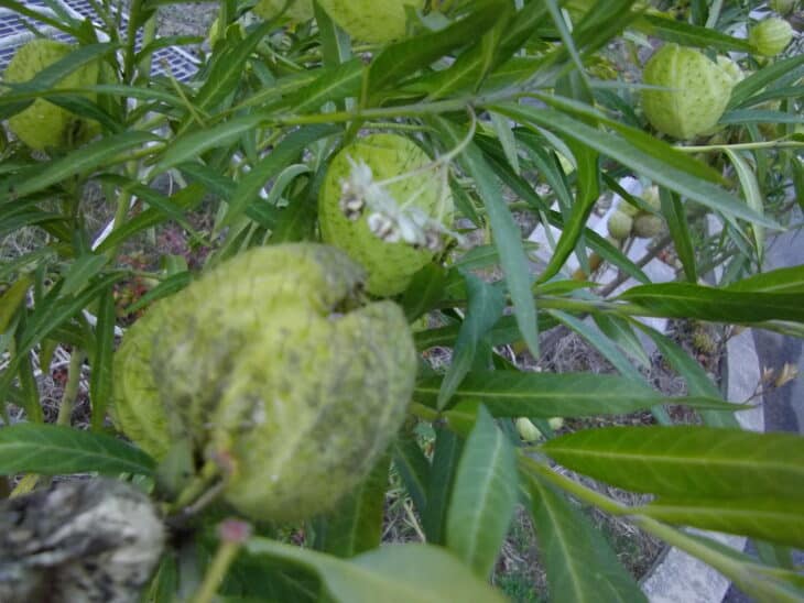 Chinese Lantern (Physalis alkekengi)
