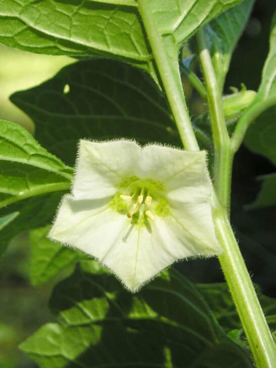 Chinese Lantern (Physalis alkekengi)