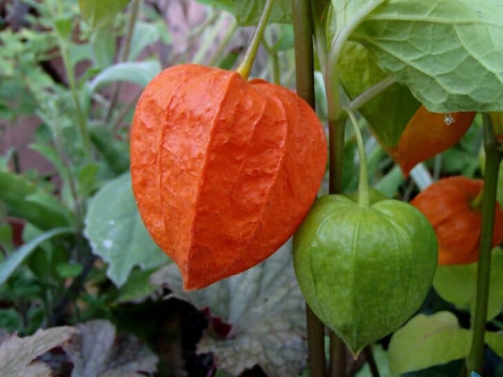 Chinese Lantern (Physalis alkekengi)