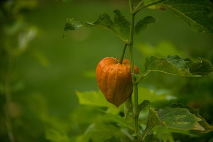 Chinese Lantern (Physalis alkekengi)
