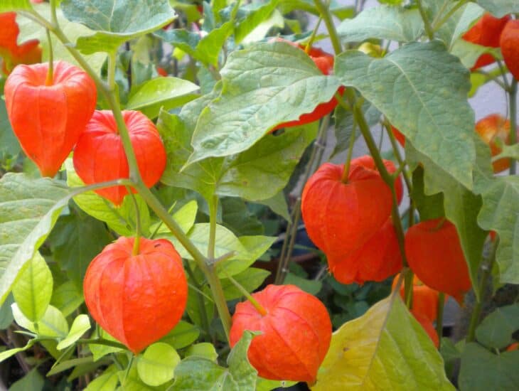 Chinese Lantern (Physalis alkekengi)