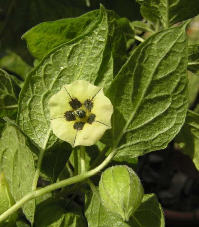 Chinese Lantern (Physalis alkekengi)