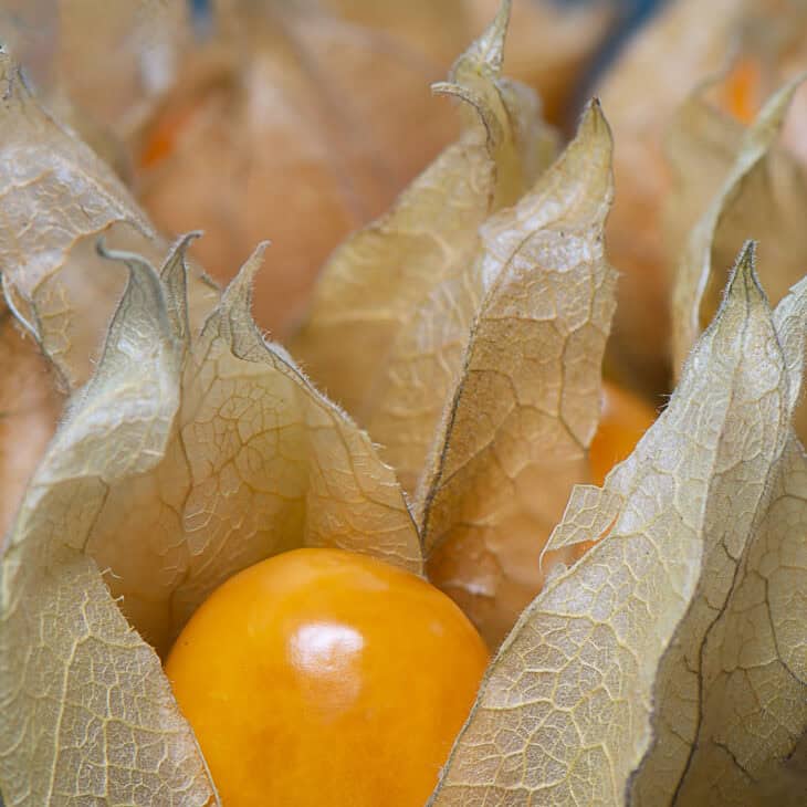 Chinese Lantern (Physalis alkekengi)