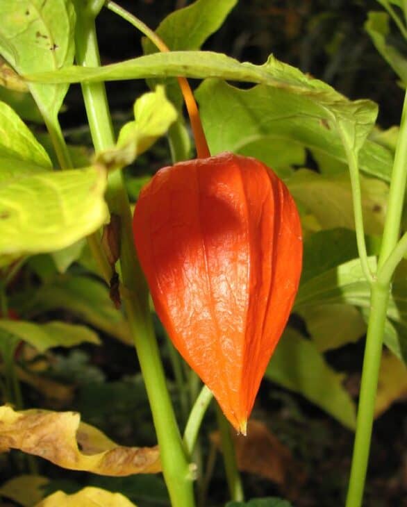Chinese Lantern (Physalis alkekengi)