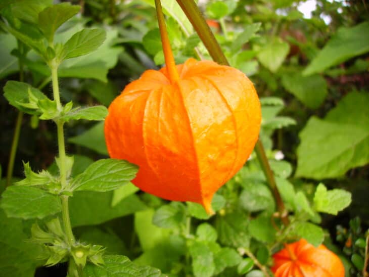 Chinese Lantern (Physalis alkekengi)