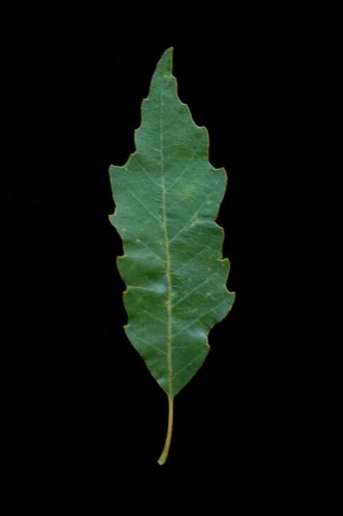Chinkapin Oak - (Quercus muehlenbergii)