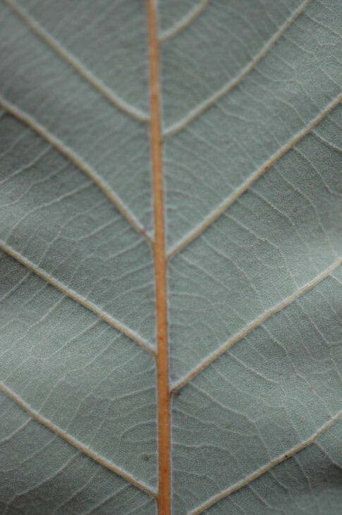 Chinkapin Oak - (Quercus muehlenbergii)