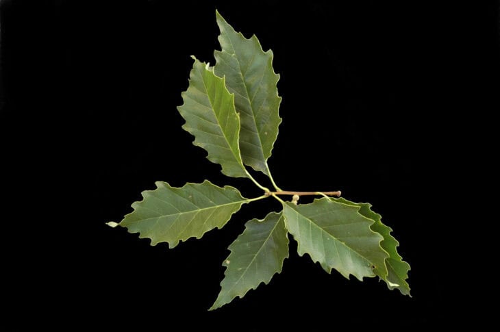 Chinkapin Oak - (Quercus muehlenbergii)