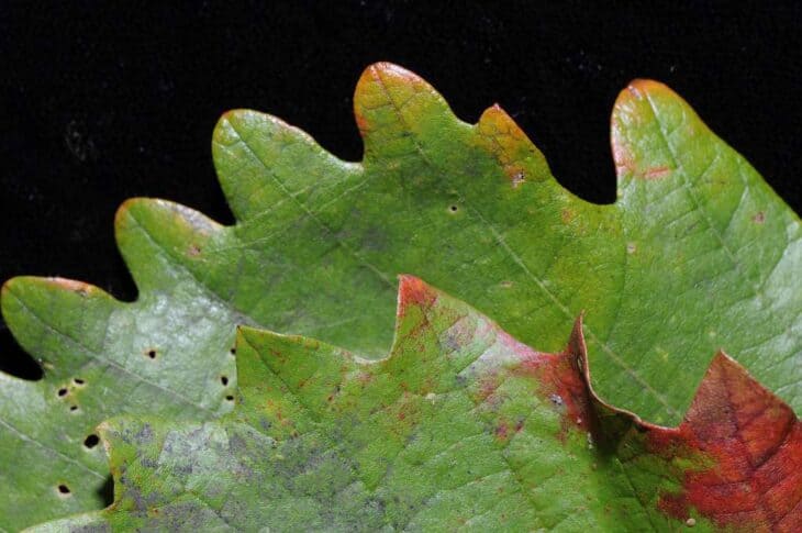 Chinkapin Oak - (Quercus muehlenbergii)