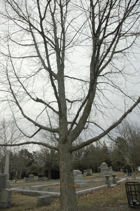 Chinkapin Oak - (Quercus muehlenbergii)
