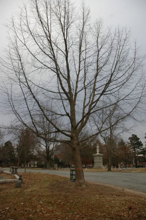 Chinkapin Oak - (Quercus muehlenbergii)