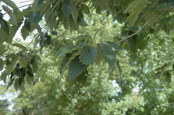 Chinkapin Oak - (Quercus muehlenbergii)