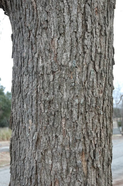 Chinkapin Oak - (Quercus muehlenbergii)