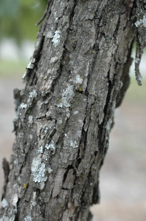 Chinkapin Oak - (Quercus muehlenbergii)