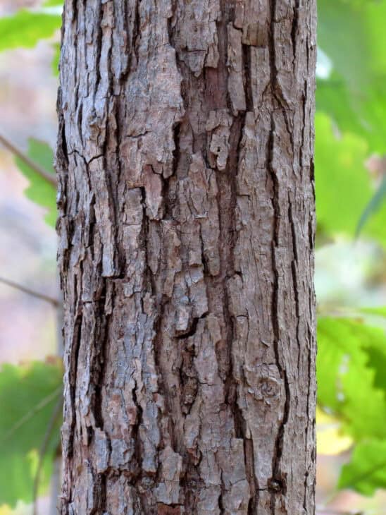 Chinkapin Oak - (Quercus muehlenbergii)