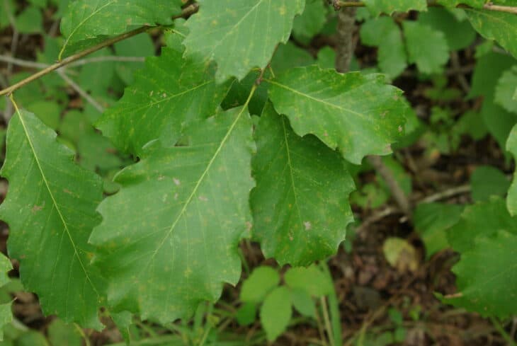 Chinkapin Oak - (Quercus muehlenbergii)