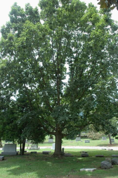 Chinkapin Oak - (Quercus muehlenbergii)