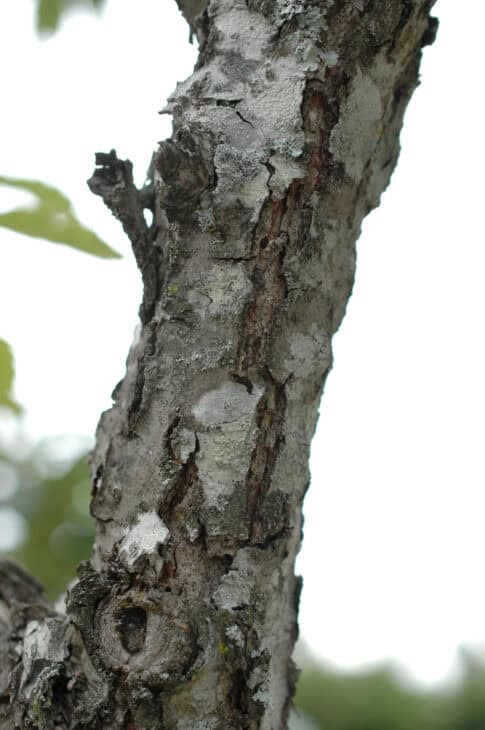 Chinkapin Oak - (Quercus muehlenbergii)