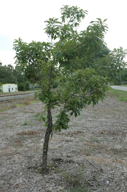 Chinkapin Oak - (Quercus muehlenbergii)