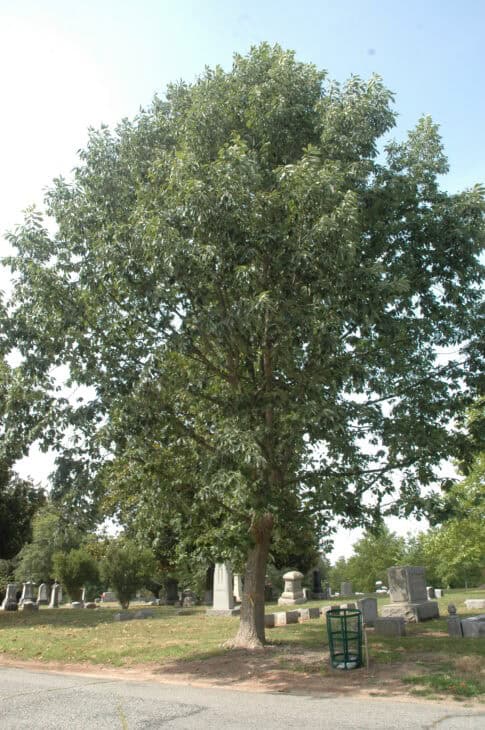 Chinkapin Oak - (Quercus muehlenbergii)