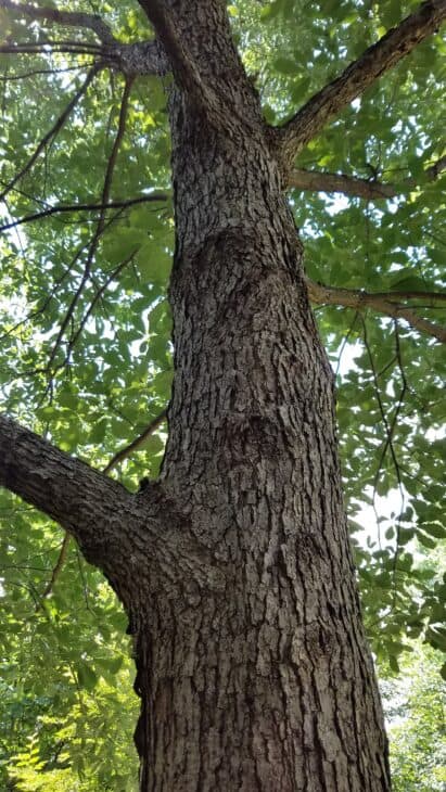 Chinkapin Oak - (Quercus muehlenbergii)