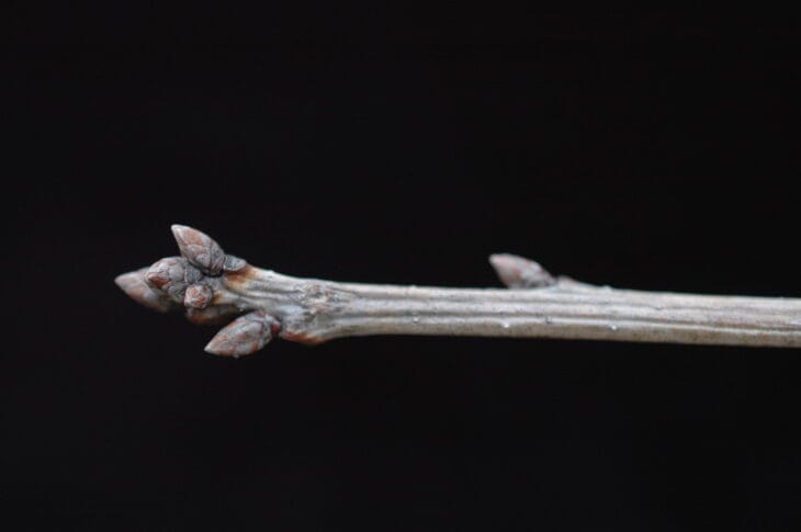 Chinkapin Oak - (Quercus muehlenbergii)