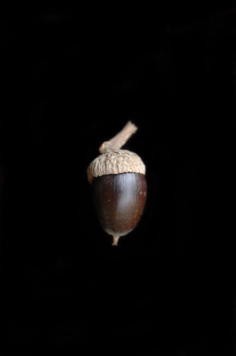 Chinkapin Oak - (Quercus muehlenbergii)