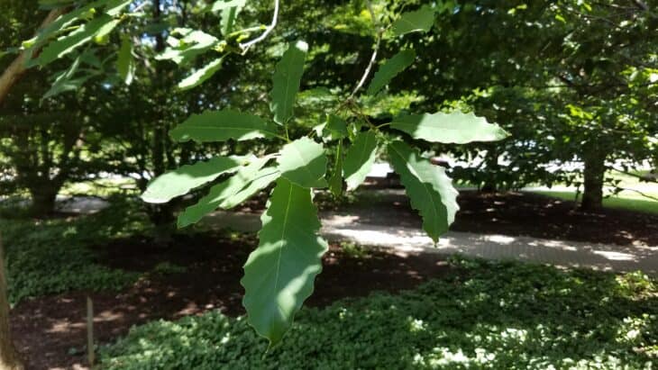 Chinkapin Oak - (Quercus muehlenbergii)