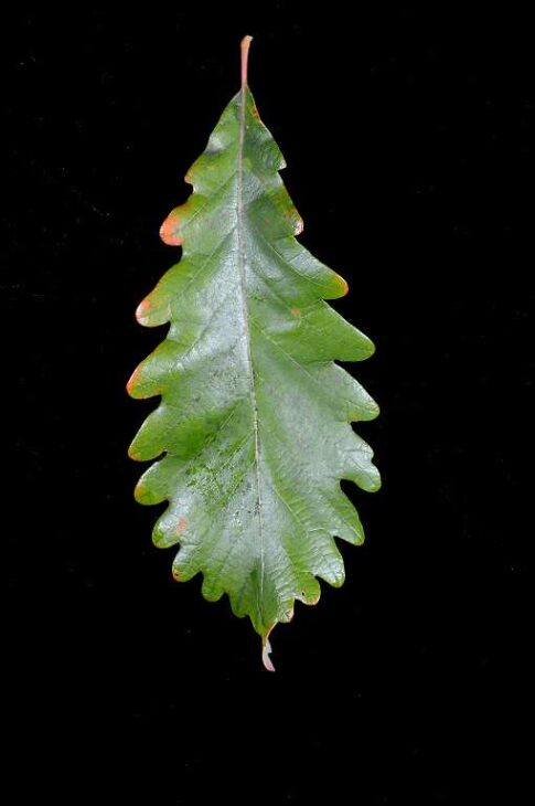 Chinkapin Oak - (Quercus muehlenbergii)