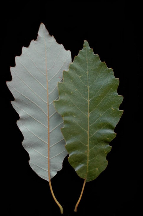 Chinkapin Oak - (Quercus muehlenbergii)