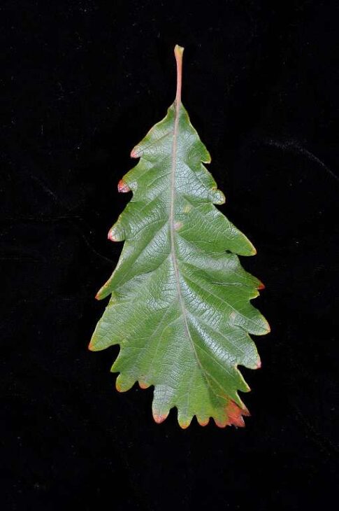 Chinkapin Oak - (Quercus muehlenbergii)