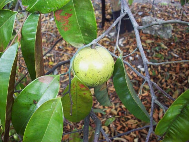Chrysophyllum caimito