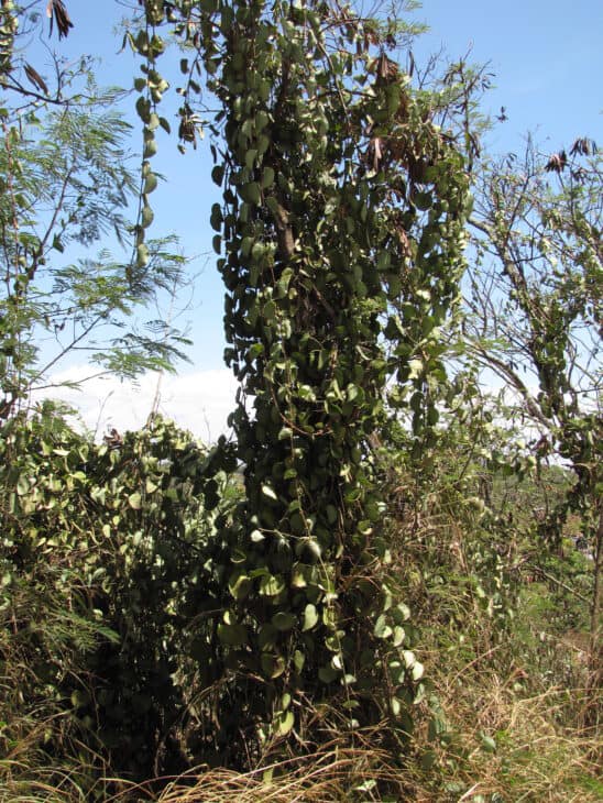 Cissus rotundifolia
